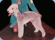 Bedlington Terrier - Megi York Katowice