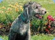 Bedlington Terrier - Megi York Katowice