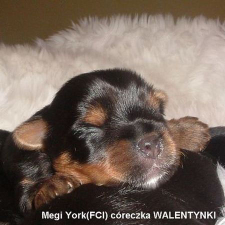 Yorkshire Terrier - hodowla Megi York FCI Katowice