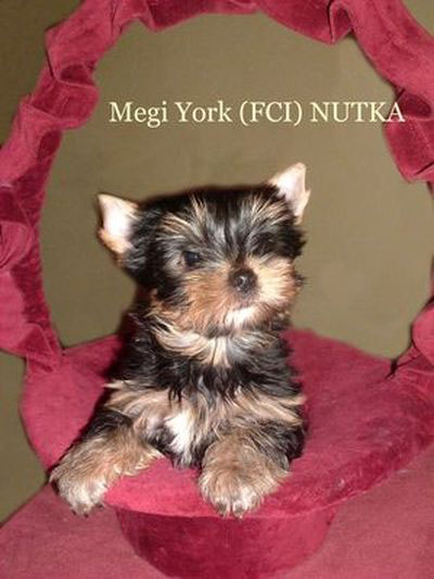Yorkshire Terrier - hodowla Megi York FCI Katowice
