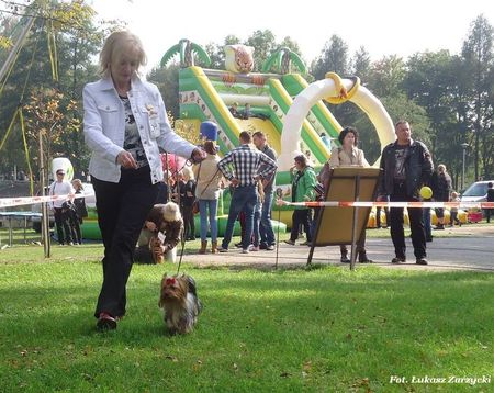 Yorkshire Terrier - hodowla Megi York FCI Katowice